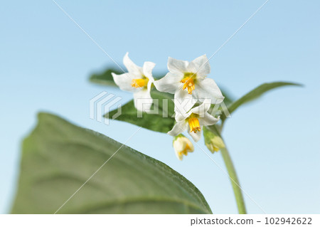 White and yellow wild flower of black nightshade 102942622
