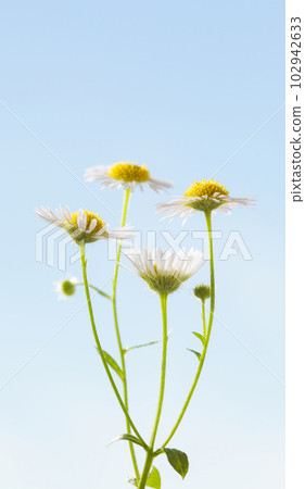 Chamomile bunch Chamomile bunch 102942633
