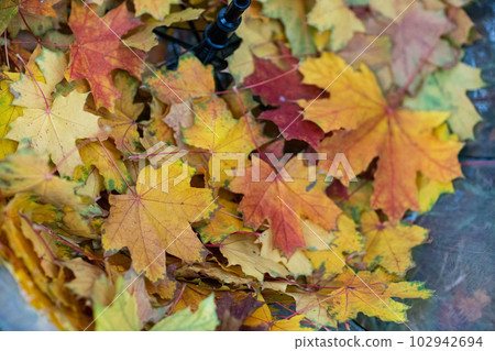 Transparent umbrella with fallen maple leaves in the autumn park. Transparent umbrella with fallen maple leaves in the autumn park. 102942694
