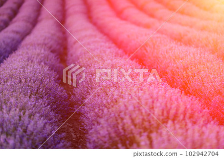 Lavender flower blooming scented fields in endless rows. Lavender flower blooming scented fields in endless rows. 102942704