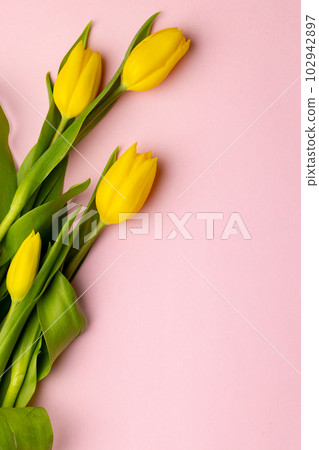 Image of yellow tulips with copy space on pink background 102942897