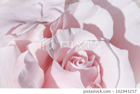 Pale pink white rose flower. Macro flowers background for holiday design Pale pink white rose flower. Macro flowers background for holiday design 102943257
