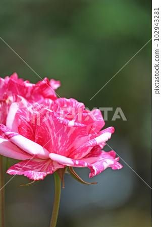 Roses 102943281