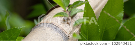 熟悉的生物日本蜥蜴 熟悉的生物日本蜥蜴 102943431