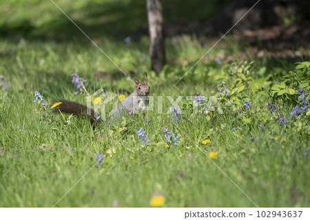 Ezoris no Mori 102943637