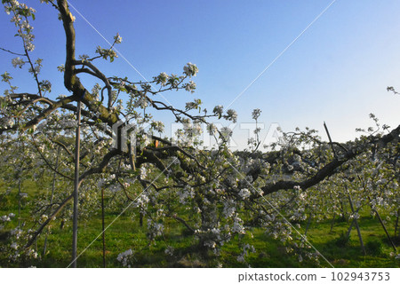 Nagano Prefecture Iizuna Plateau Apple field Apple flowers in full bloom 102943753