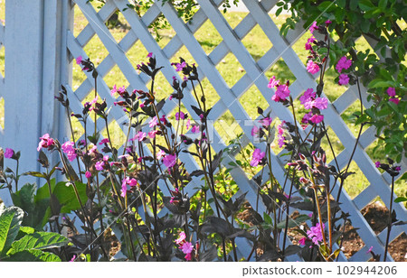 [Nakano City, Nagano Prefecture] Flower bed in Ippongi Park 102944206