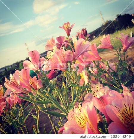 Lilies blooming in the field at dusk 2 102944249