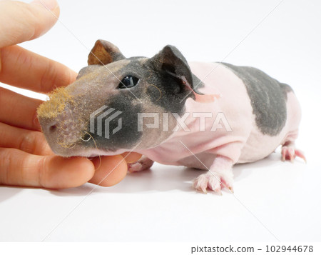 Albino best sale skinny pig