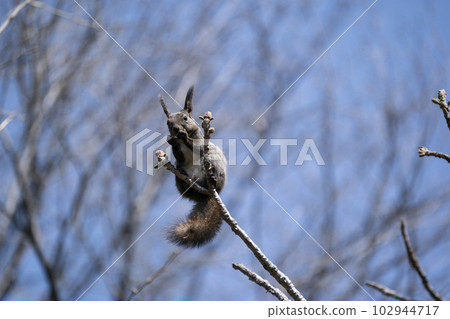 Forest where Ezoris lives 102944717