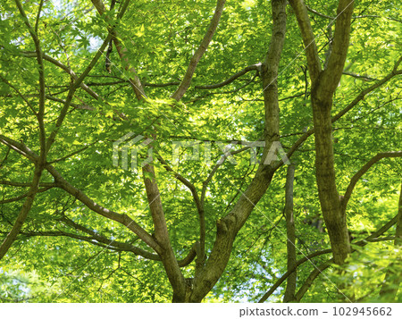 Bright fresh green maple 102945662