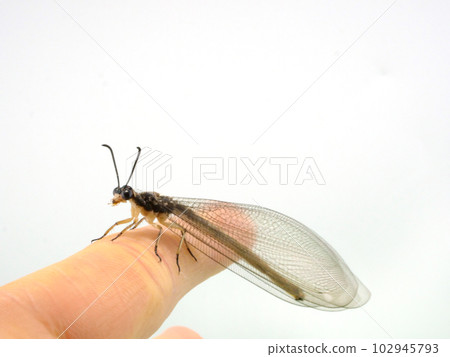 Antlion perched on a finger 102945793