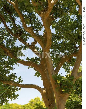 與新鮮的綠色葉子的紫薇樹 102945810