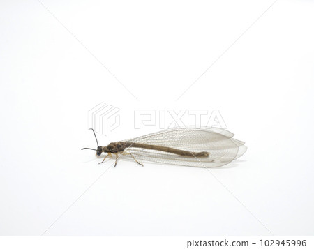 蟻獅的側面 102945996