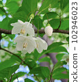 Japanese Snow Bell gentle white flower 102946023