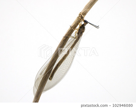 Anthrax close-up 102946080