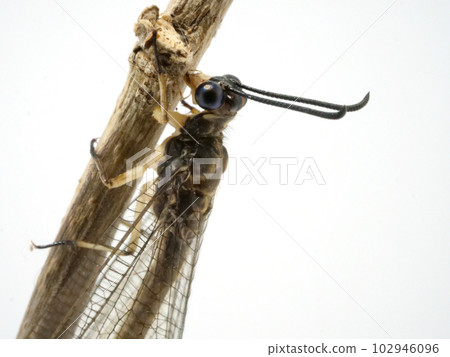 炭疽病面部特寫 102946096