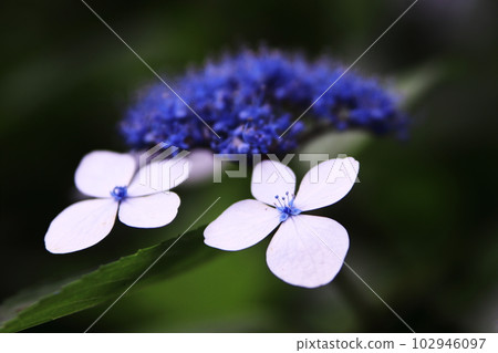 美麗的繡球花在初夏 102946097