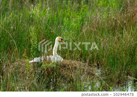 A Swan on the nest 102946478