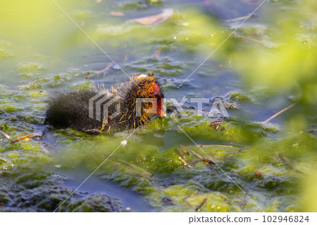 Close up of a eurasian coot chick on a lake looking for food 102946824