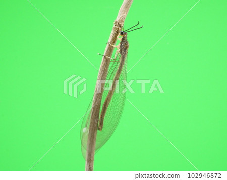 side of an antlion side of an antlion 102946872