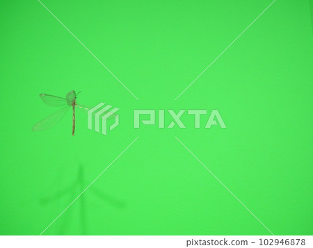 Antlion in flight 102946878