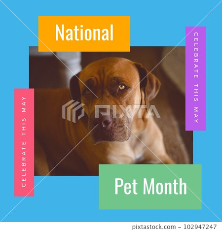 Composite of celebrate this may national pet month text and closeup of rhodesian ridgeback Composite of celebrate this may national pet month text and closeup of rhodesian ridgeback 102947247
