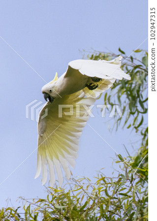 Wild sulphur-crested cockatoo in flight against grey skies Wild sulphur-crested cockatoo in flight against grey skies 102947315
