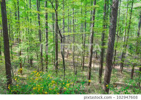 Fresh green larch forest [Azalea Line] 102947608