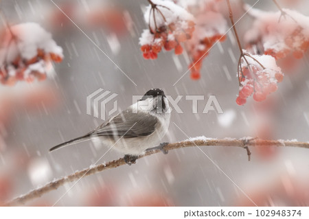 在 Tateshina 高原的 Kogara 102948374