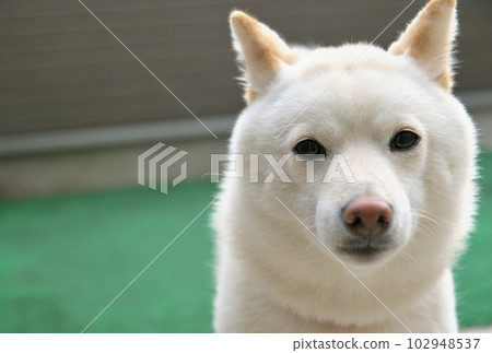從正面看到的白色柴犬臉 102948537