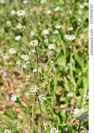 植物:薺菜十字花科 植物:薺菜十字花科 102948650