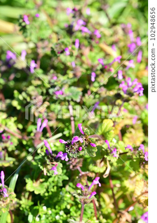 Plant: Hotokenoza Labiatae 102948656