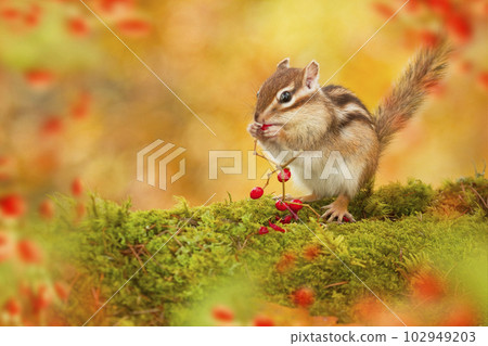 Chipmunk in autumn at Tateshina Highland 102949203