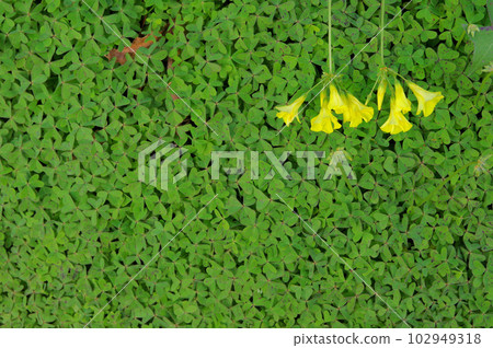 Oxalis yellow five-petaled flower covering the ground Oxalis yellow five-petaled flower covering the ground 102949318