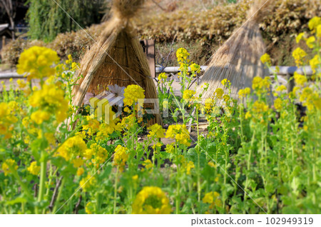 Blooming chirin peonies and yellow rape blossoms in a straw enclosure Blooming chirin peonies and yellow rape blossoms in a straw enclosure 102949319