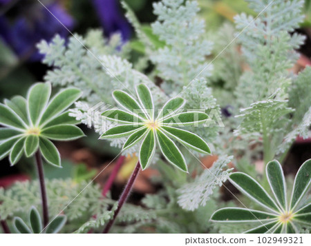 Green lupine leaves with beautiful white edges 102949321