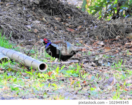 A male pheasant with a long tail and beautiful colorful feathers 102949345