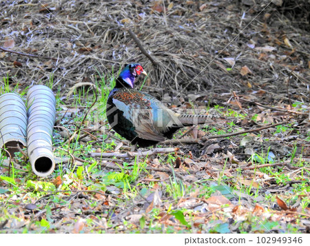 A male pheasant with a long tail and beautiful colorful feathers 102949346