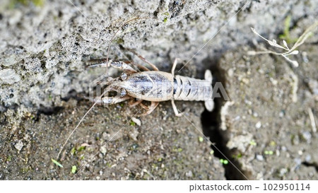 A crayfish on cracked soil in an irrigation canal 102950114