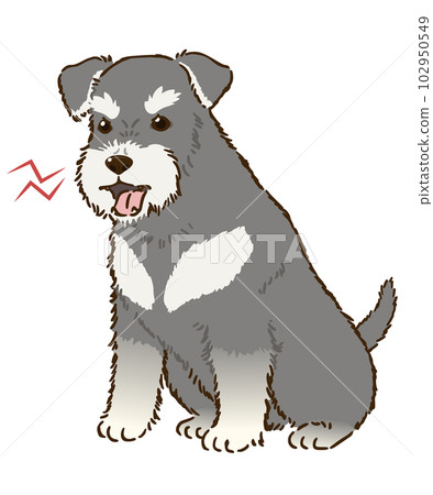 憤怒的雪納瑞（鹽和胡椒） 102950549