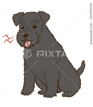 angry schnauzer (black) 102950559