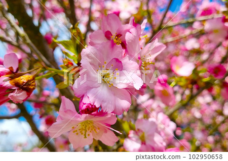 Close-up of a cherry or apple blossom branch in the garden in spring. Close-up of a cherry or apple blossom branch in the garden in spring. 102950658