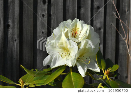 [Nakano City, Nagano Prefecture] Rhododendrons in Ippongi Park 102950790