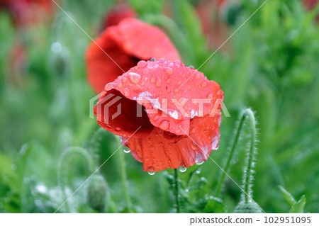 鮮紅的紙狀花朵,雨後的木屋罌粟花 鮮紅的紙狀花朵,雨後的木屋罌粟花 102951095