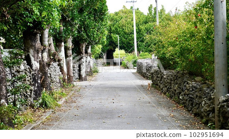 Fukugi Tree Road on Izena Island, Okinawa Prefecture Fukugi Tree Road on Izena Island, Okinawa Prefecture 102951694