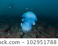 海蜇 102951788