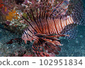 Hanturkey魚 102951834