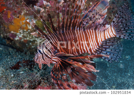 Hanturkey魚 Hanturkey魚 102951834