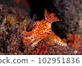 錦魚魚 102951836